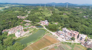清城特色产业村：飞来峡镇螺塘行政村——回龙大围