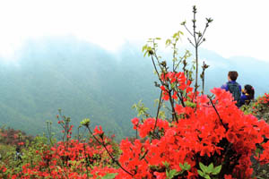 佛冈：通天蜡烛山——杜鹃花开红艳艳