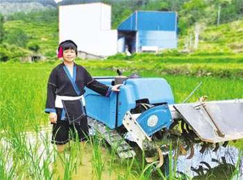 种粮大户房瑶冷三尔：在希望的田野上播洒幸福
